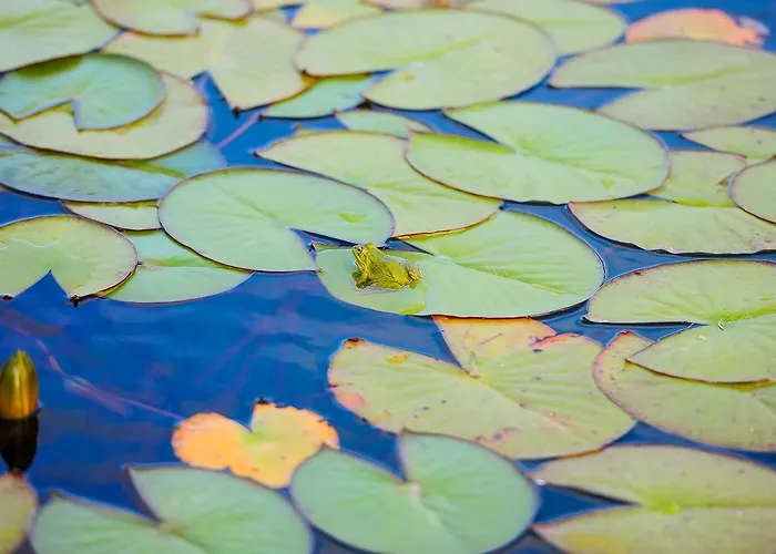 Landsted Wecamp Reserva Alecrim