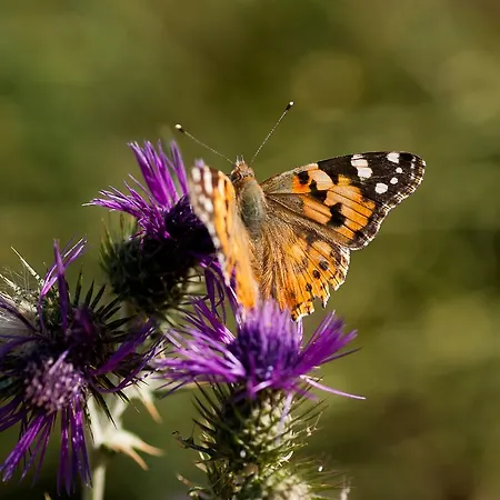 Wecamp Reserva Alecrim カントリーハウス サンティアゴ・ド・カセーン