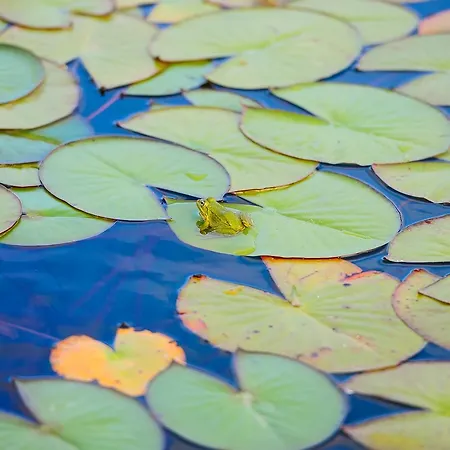 منزل ريفي Wecamp Reserva Alecrim