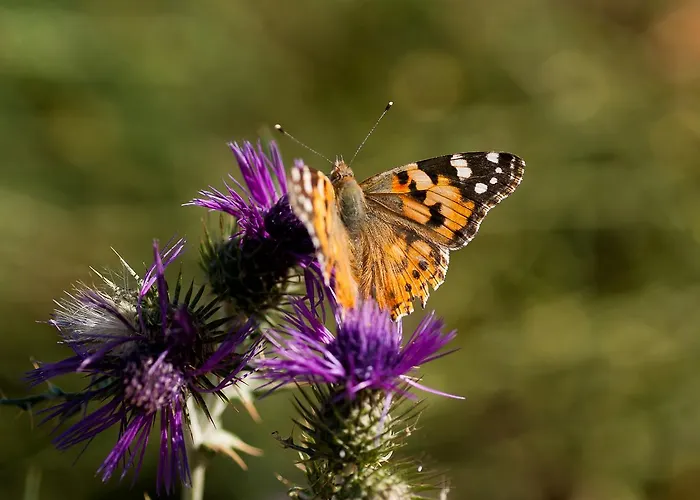 Wecamp Reserva Alecrim Landhuis Santiago do Cacém